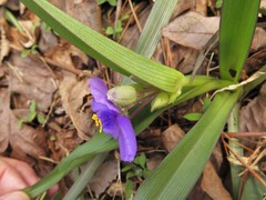 Tradescantia ernestiana