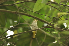 Erpornis zantholeuca