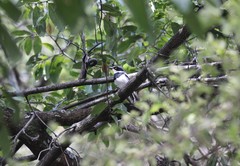 Batis margaritae kathleenae