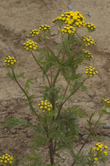 Tanacetum vulgare boreale