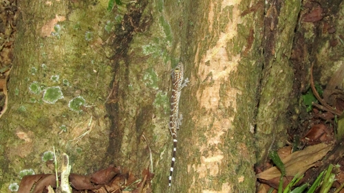 Gekko gecko
