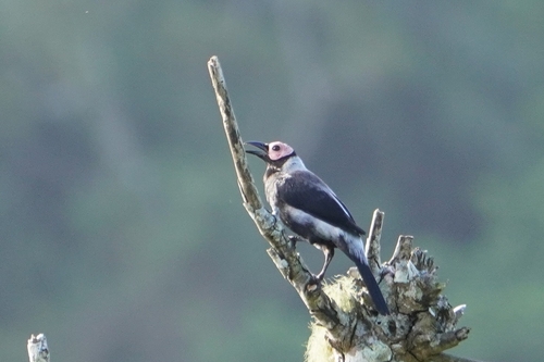 Coleto (Sarcops calvus), photo 4