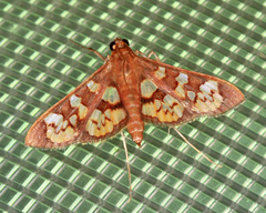 Prenesta fenestrinalis