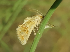 Cynaeda