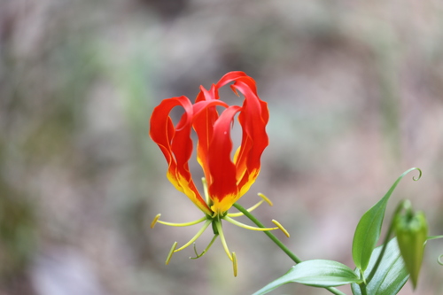 flame lily