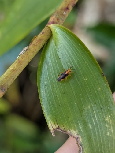 Bromeliaemiris observed 2026-04-26