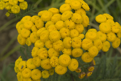Tanacetum vulgare boreale
