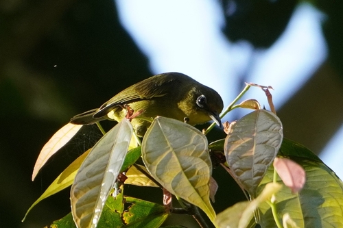 Yellowish White-eye (Zosterops nigrorum), photo 2