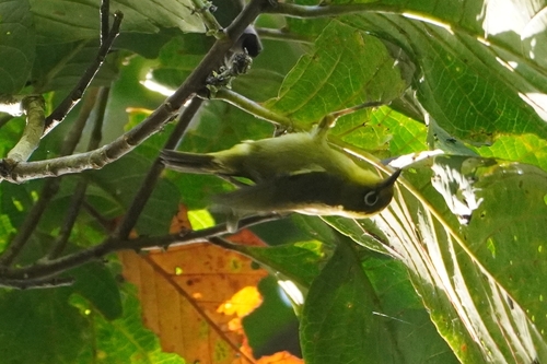 Yellowish White-eye (Zosterops nigrorum), photo 3