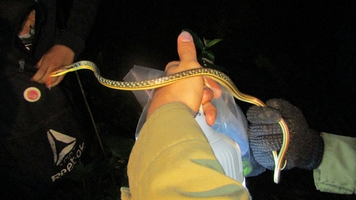 Dendrelaphis pictus