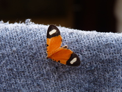 Eudule pulchricolora