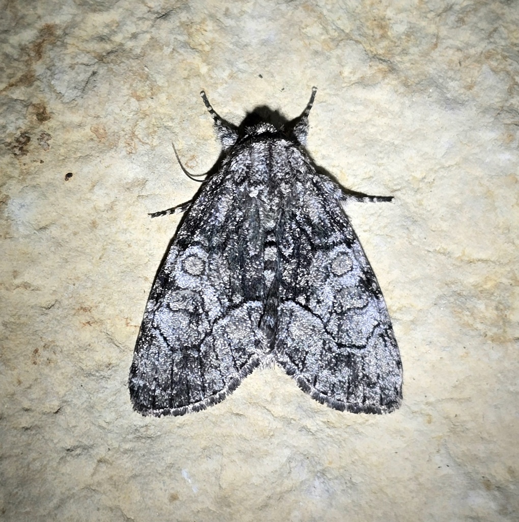 Broth Moth Brother Moth from Fishers, IN, USA on April 24, 2026 at 12:02 AM by ...