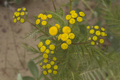 Tanacetum vulgare boreale
