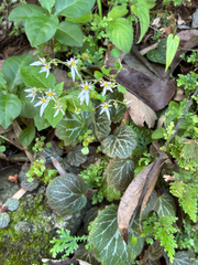 虎耳草