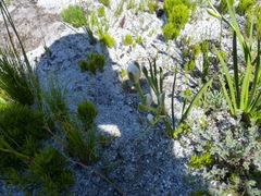 Aristea oligocephala