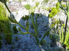 Aristea oligocephala