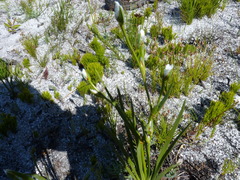 Aristea oligocephala