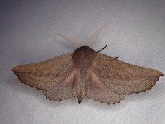 Monoctenia smerintharia
