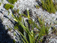 Aristea oligocephala