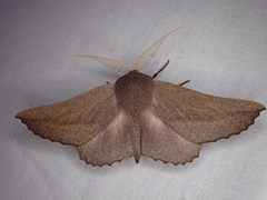 Monoctenia smerintharia