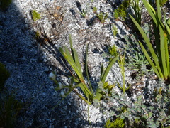 Aristea oligocephala