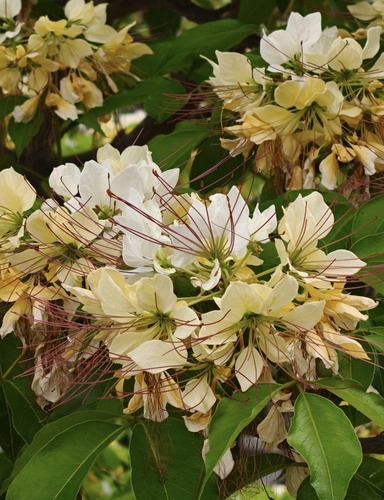 Crateva religiosa observed 2026-04-26