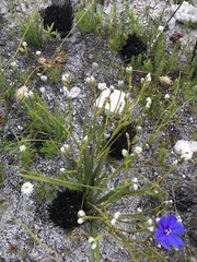 Aristea oligocephala