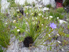 Aristea oligocephala