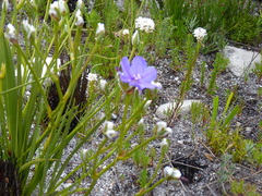 Aristea oligocephala