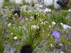 Aristea oligocephala