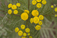 Tanacetum vulgare boreale