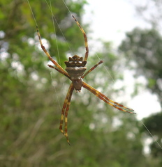 Argiope butchko