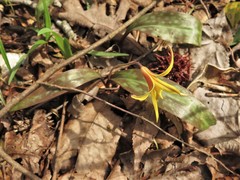 Erythronium rostratum