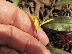 Erythronium rostratum