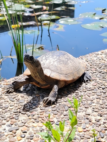 Trachemys scripta