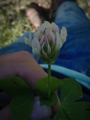 Trifolium clypeatum