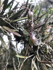 Epidendrum moritzii