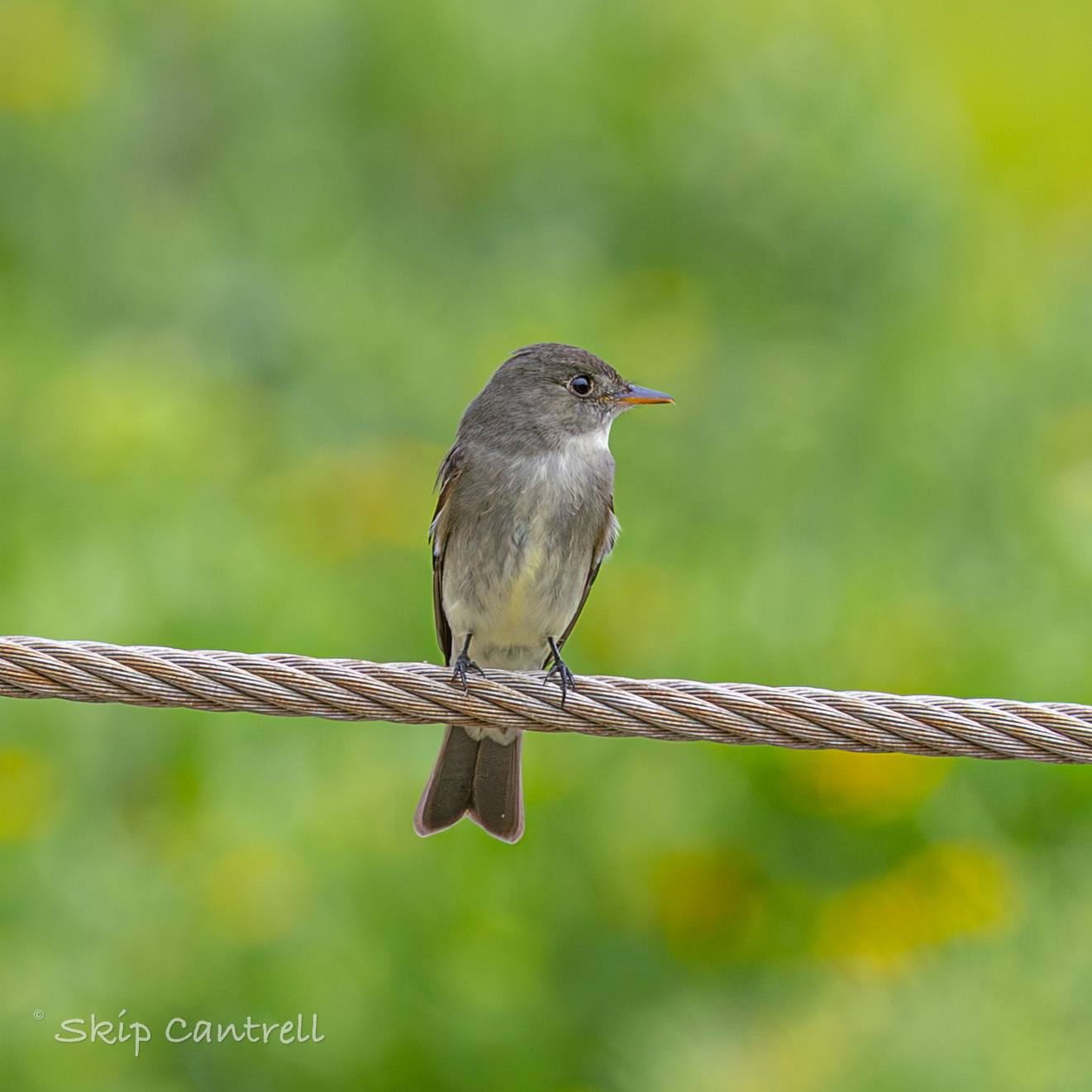 Eastern Wood Pewee (Contopus virens), photo 5