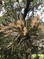 Epidendrum moritzii