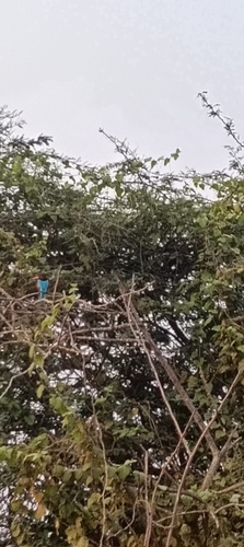 White-throated Kingfisher