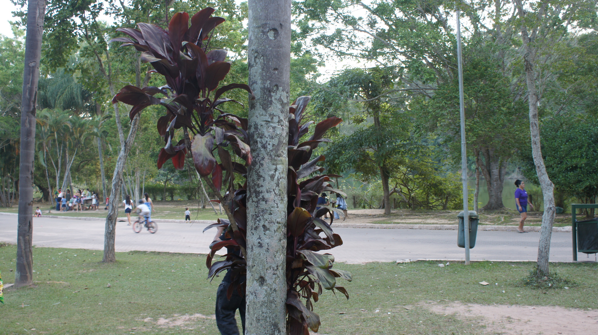 Cordyline fruticosa