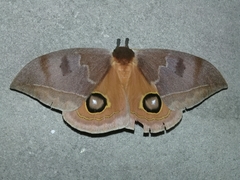 Automeris godartii