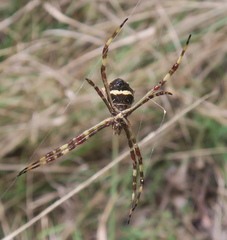 Argiope butchko