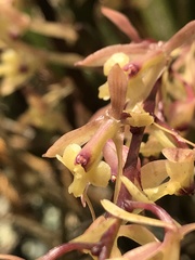 Epidendrum moritzii