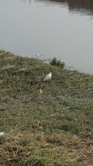Egretta garzetta