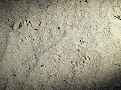 エチオピアハリネズミ