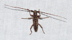 Elaphidion mucronatum