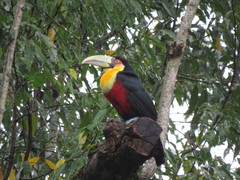 Green-Billed Toucan photo 2