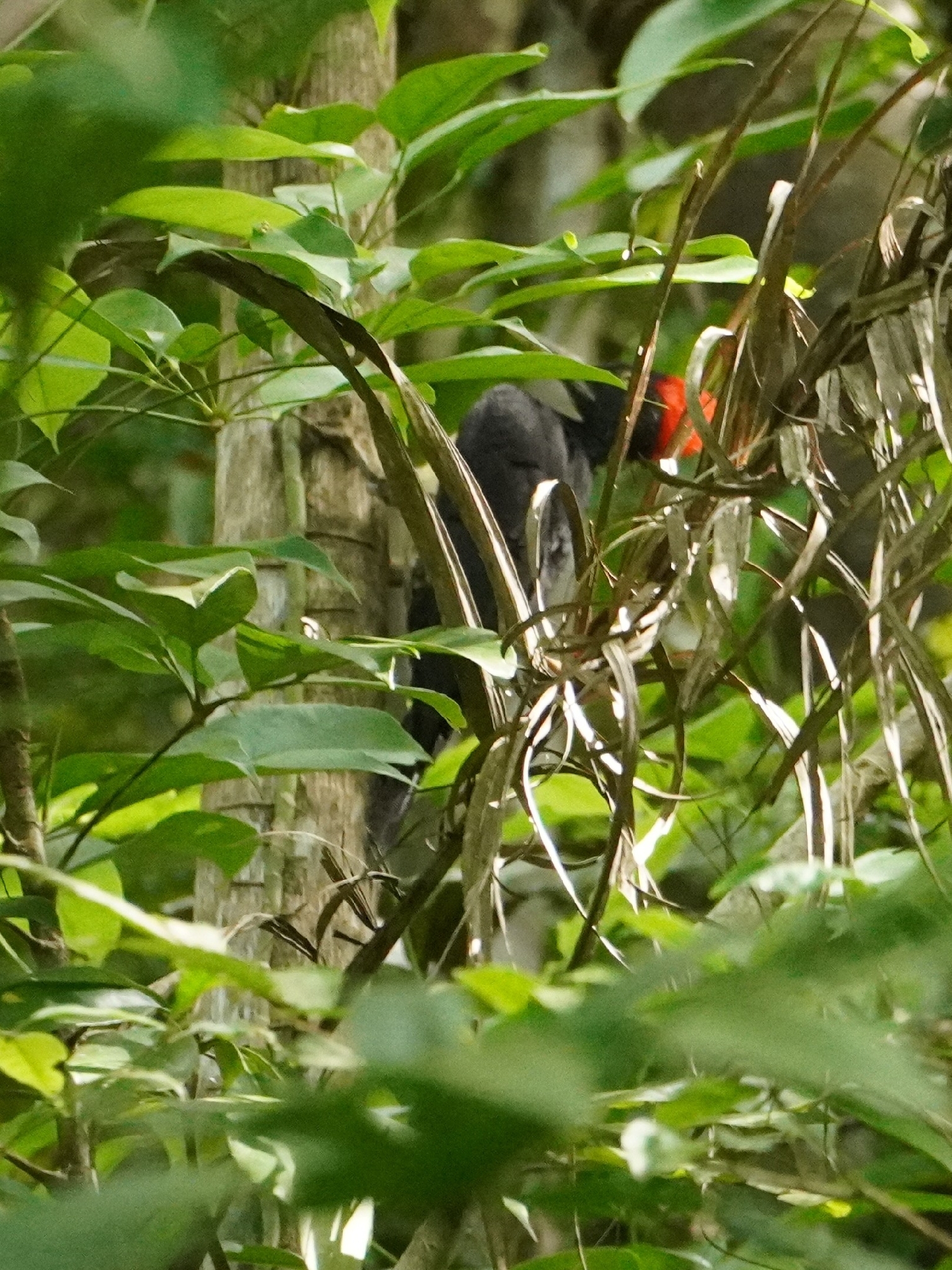 White-bellied Woodpecker (Dryocopus javensis), photo 5