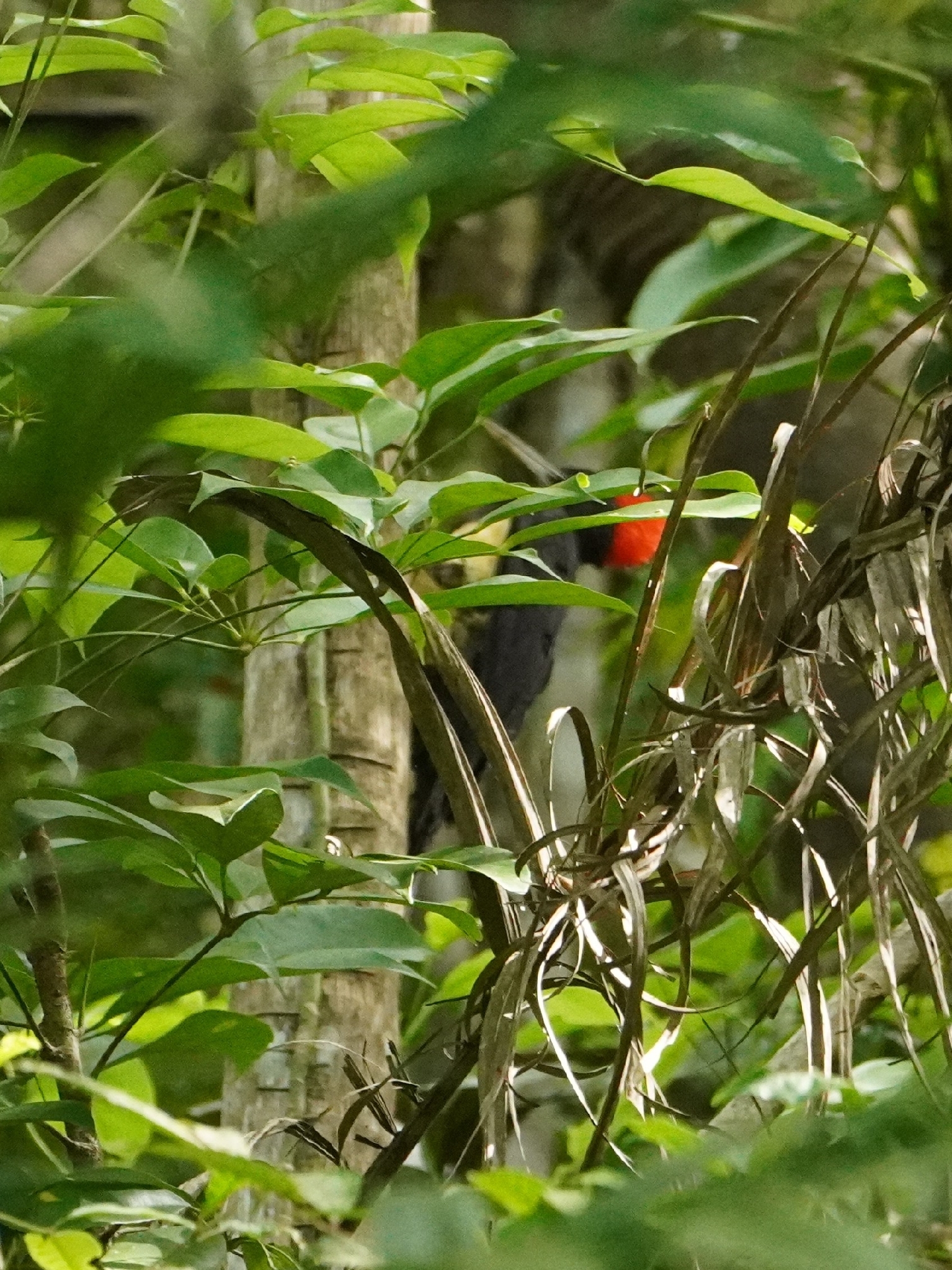 White-bellied Woodpecker (Dryocopus javensis), photo 6